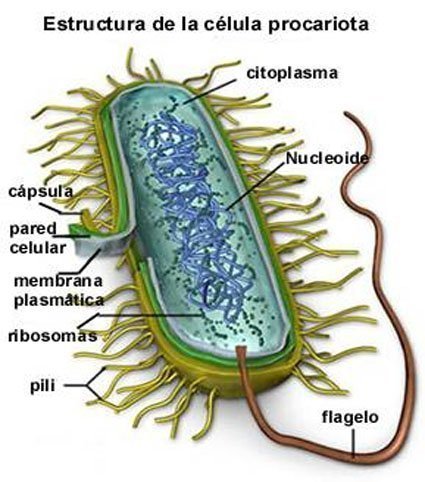 estructura de una bacteria